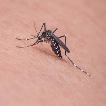 West Nile Virus Update: Reduce Your Risk