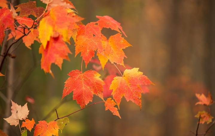 Fall equinox arrives Monday: Here’s what to know