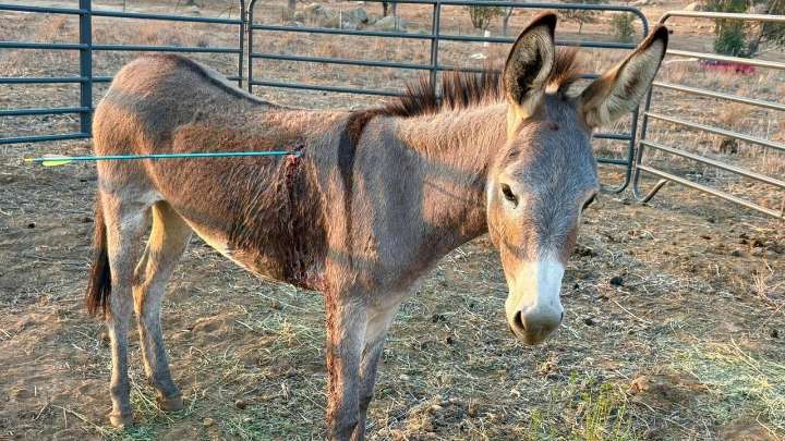 Donkey recovering after latest arrow attack on wild burros in California