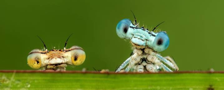 Insects Are Vanishing Even in Remote, Human