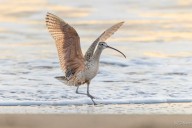 Yolo Bird Alliance to host field trip and lecture Sept. 13 and Sept. 17