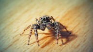 Regularly Seeing Spiders At Home? Pay Attention—it Could Be A Sign Of A Bigger Problem