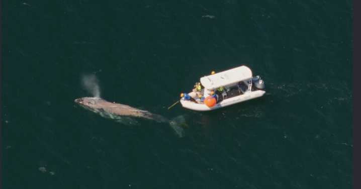 Humpback whale rescued from fishing line off Brunswick Heads