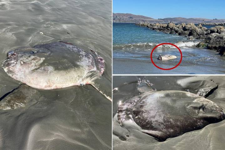 Rare otherworldly fish washes ashore in California: ‘So weird and gorgeous’