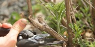 East Texas Ag News: What you should (and shouldn’t) do for September pruning