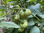 Oregon gardeners, here’s your September guide to prepping and planting for fall