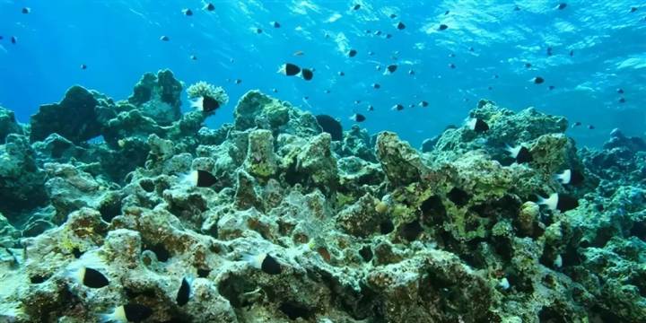 ¡Alerta! La tierra supera el límite de acidificación de los océanos