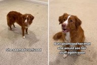 Tears Over Dog’s Reaction to Empty Home as Owner Moves