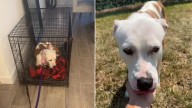 Florida Rescue Dog's Touching Response To Love Is Going Viral And Tearing Up Hearts