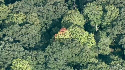 Morton Arboretum expert explains how warmer weather is impacting Chicago