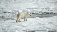 Bargain-Hungry Shoppers Flock to the Wrong Hudson Bay