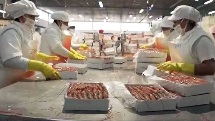 El calamar se impone como el principal producto que exporta Argentina