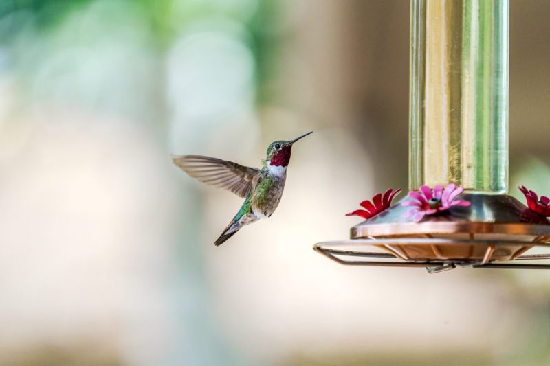 Hummingbirds migrate through Oklahoma