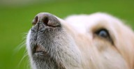 Kronos: app mexicana usará biométricos caninos para hallar perros perdidos
