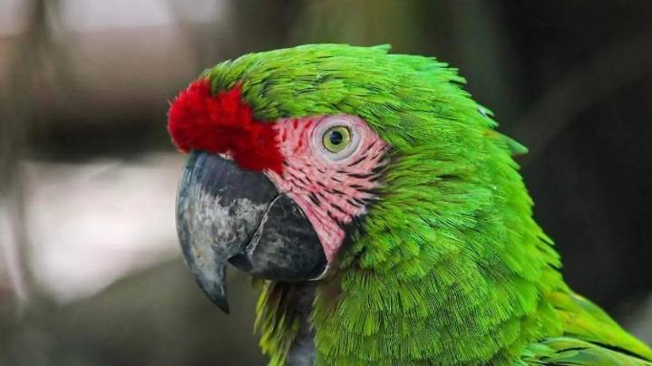 Desde bisontes hasta guacamayas, los nuevos habitantes del zoológico de Tamatán