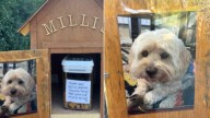 California Woman On A Walk Stumbles Upon A Box That Leaves Her In Tears