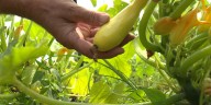 Cold temps to threaten tender garden plants