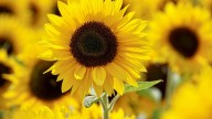Cómo cultivar una planta de girasol en septiembre para que sus flores llenen de alegría el hogar