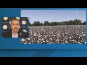 11Alive News: The Take | Battling the invasive cotton jassid with Tyler Harper (9/3/25)