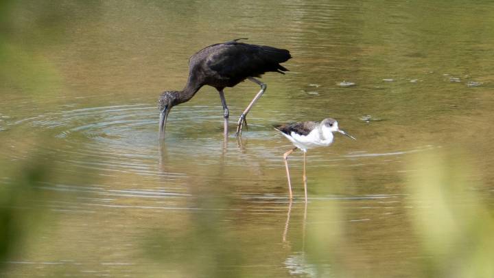 Activado el protocolo de prevención para aves silvestres ante el riesgo de gripe aviar en Doñana