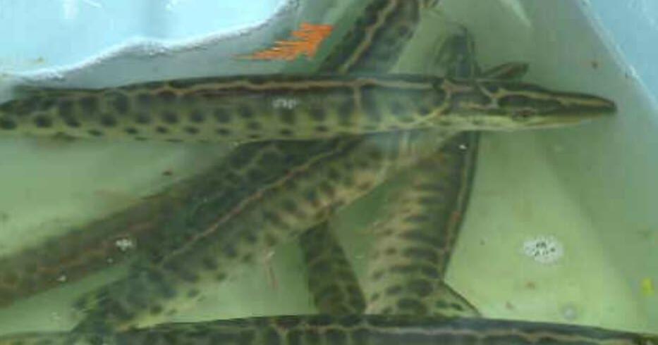 Madison lakes stocked with 2,300 muskies