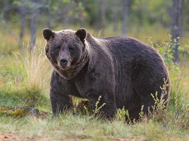 Elderly Man Mauled to Death in Bear Attack in….