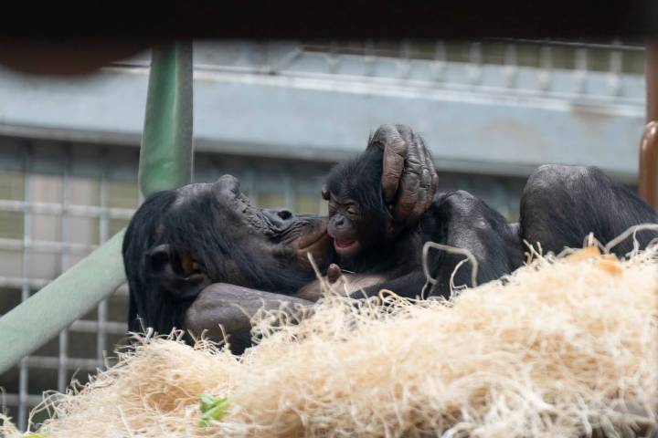 Columbus Zoo Welcomes Baby Bonobo