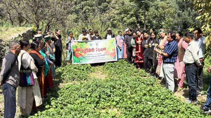 Strawberry Day Celebrated in Kinnaur to Promote Natural Farming, Crop Diversification