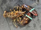 Sakonnet Point fisherman traps a rare ‘calico” lobster