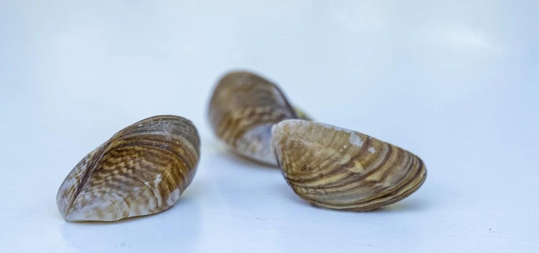 Realizan seguimiento de esta especie invasora en tres embalses del Guadiana