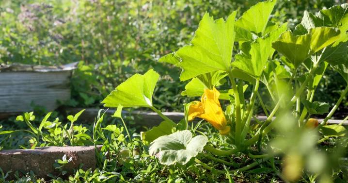 Community Garden to celebrate grand opening Saturday in Bullhead City