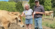 Hinterland cheese maker keeps the family dairy enterprise viable