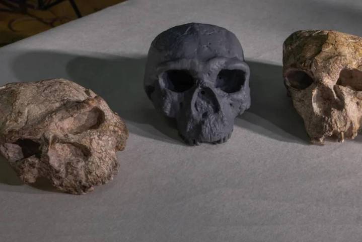 ¿Es posible que la reconstrucción de un cráneo de un millón de años replantee la evolución humana?