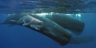 SC man ordered to pay $15k for trafficking sperm whale parts over 3 years