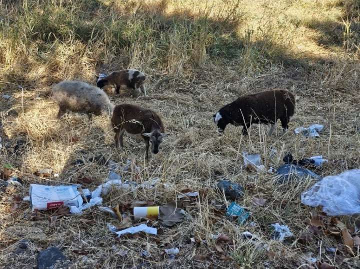 Hundreds Of Sheep Doing Their Job, While Humans Keep Proving They’re Garbage