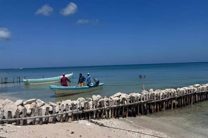 Marea roja deja huella en la costa yucateca: recuperación total del mar demoraría dos semanas