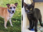 Pets of the week: Adidas is sweet but shy. Fiona is super friendly