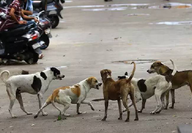 Six injured as two families clash in Bhiwandi over dog defecating...