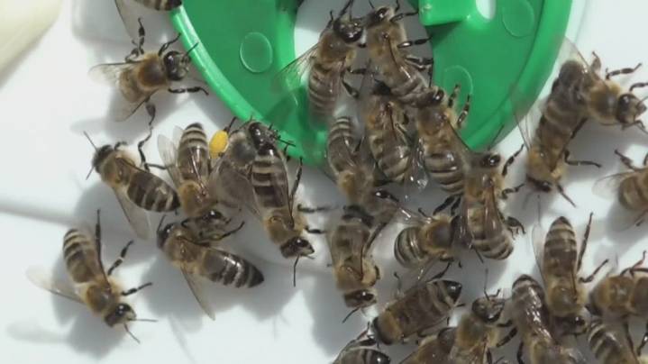Spokane County beekeeper participating in WSU study on pollen and honeybee nutrition