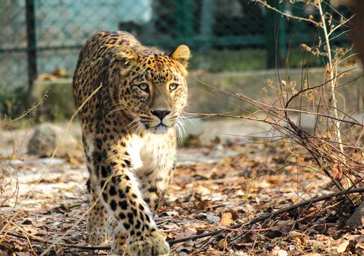 South Kashmir: 8-Year-Old Boy Injured in Leopard Attack