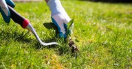 Banish weeds from your garden forever using £2 Home Bargains staple