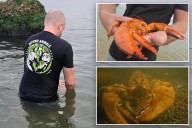 Ultra-rare orange lobster found at NY supermarket – but gets spared from the menu