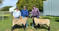 Bowen Suffolk ram and ewe sale 2025 top prices, results, buyers
