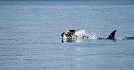 Endangered orca in Washington state seen carrying dead calf