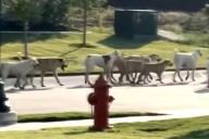 A Roaming Pack of 40 Wild Dogs Alarms Residents in North Texas Community