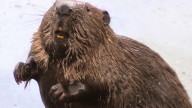 Descubren en el Río Tajo ejemplares de un animal enorme que se creía extinto en la península