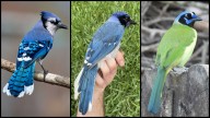This 'Grue Jay' Hybrid Looks Cool as Hell—but It's a Warning Sign