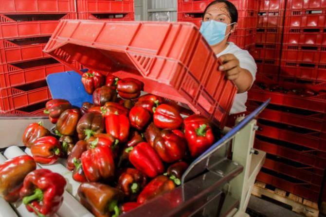 Abre Japón, mercado a pimiento morrón rojo mexicano