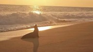 Resguardan a lobo marino en playa de San Pedro Mixtepec