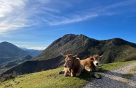 Asturias aumenta hasta los nueve millones las ayudas al desarrollo de empresas agroalimentarias y forestales